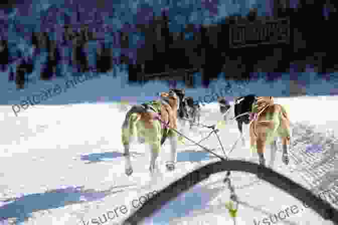 A Dog Team Pulling A Sled Across A Snow Covered Landscape, With A Driver Standing At The Back. By Canoe And Dog Train: The Adventures Of Sharing The Gospel With Canadian Indians (Updated Edition Includes Original Illustrations )