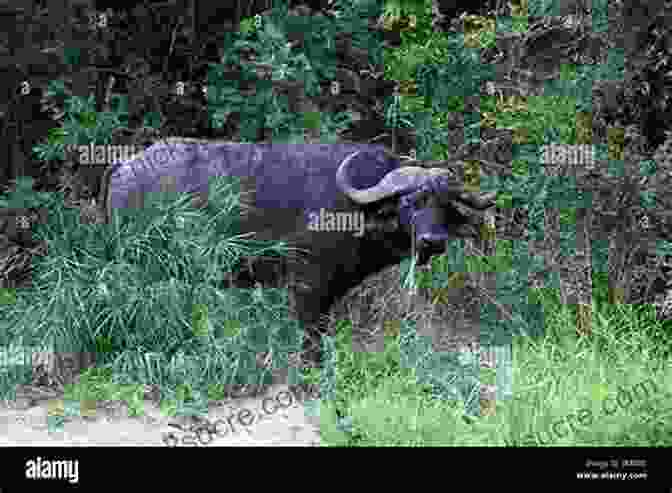 A Hunter Aiming His Rifle At A Cape Buffalo In The Dense Undergrowth. Africa In My Heart: A Hunter S Diary