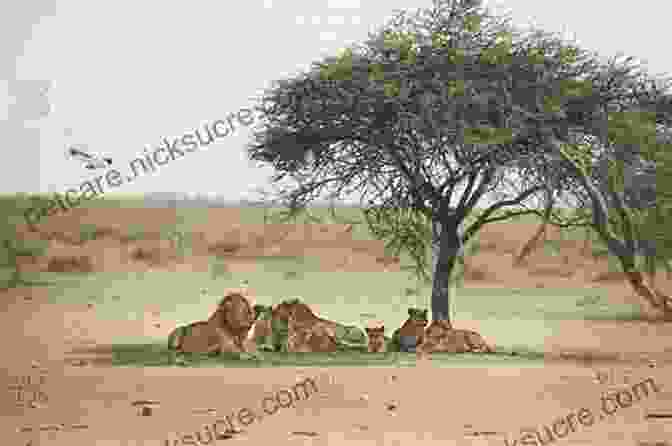 A Pride Of Lions Resting In The Shade Of An Acacia Tree In The Serengeti National Park. Africa In My Heart: A Hunter S Diary